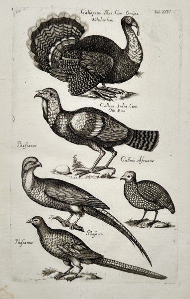 Johannes Jonstonus (1603–1675) – Turkeys, Pheasants, and Guinea Fowl – Copper engraving (1650)