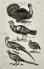 Johannes Jonstonus (1603–1675) – Turkeys, Pheasants, and Guinea Fowl – Copper engraving (1650)