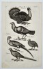 Johannes Jonstonus (1603–1675) – Turkeys, Pheasants, and Guinea Fowl – Copper engraving (1650)