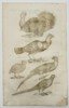 Johannes Jonstonus (1603–1675) – Turkeys, Pheasants, and Guinea Fowl – Copper engraving (1650)