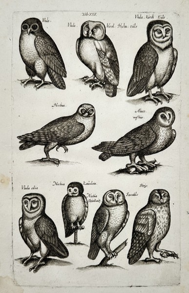 Johannes Jonstonus (1603–1675) – Study of Owls – Copper engraving (1650)