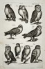Johannes Jonstonus (1603–1675) – Study of Owls – Copper engraving (1650)