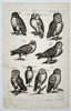 Johannes Jonstonus (1603–1675) – Study of Owls – Copper engraving (1650)