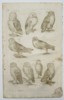Johannes Jonstonus (1603–1675) – Study of Owls – Copper engraving (1650)