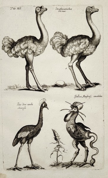 Johannes Jonstonus (1603–1675) – Ostriches and Monstrous Fowl – Copper engraving (1650)