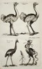Johannes Jonstonus (1603–1675) – Ostriches and Monstrous Fowl – Copper engraving (1650)