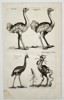 Johannes Jonstonus (1603–1675) – Ostriches and Monstrous Fowl – Copper engraving (1650)