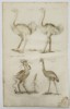 Johannes Jonstonus (1603–1675) – Ostriches and Monstrous Fowl – Copper engraving (1650)