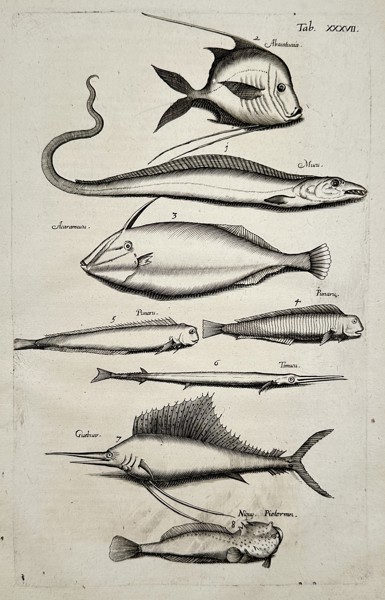 Johannes Jonstonus (1603–1675) – Study of Exotic and Marine Fishes – Copper engraving (1650)