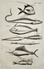 Johannes Jonstonus (1603–1675) – Study of Exotic and Marine Fishes – Copper engraving (1650)