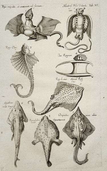 Johannes Jonstonus (1603–1675) – Skates, Rays, and Jenny Haniver Curiosities – Copper engraving (1650)