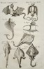 Johannes Jonstonus (1603–1675) – Skates, Rays, and Jenny Haniver Curiosities – Copper engraving (1650)