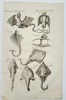 Johannes Jonstonus (1603–1675) – Skates, Rays, and Jenny Haniver Curiosities – Copper engraving (1650)