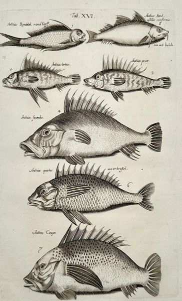 Johannes Jonstonus (1603–1675) – Study of Perch-like Fish (Anthias species) – Copper engraving (1650)
