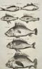 Johannes Jonstonus (1603–1675) – Study of Perch-like Fish (Anthias species) – Copper engraving (1650)