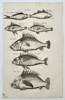 Johannes Jonstonus (1603–1675) – Study of Perch-like Fish (Anthias species) – Copper engraving (1650)