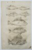 Johannes Jonstonus (1603–1675) – Study of Perch-like Fish (Anthias species) – Copper engraving (1650)