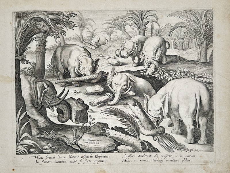 Johannes Stradanus (1523–1605) – Elephants Rescuing a Companion from a Pit – Engraving (1578)