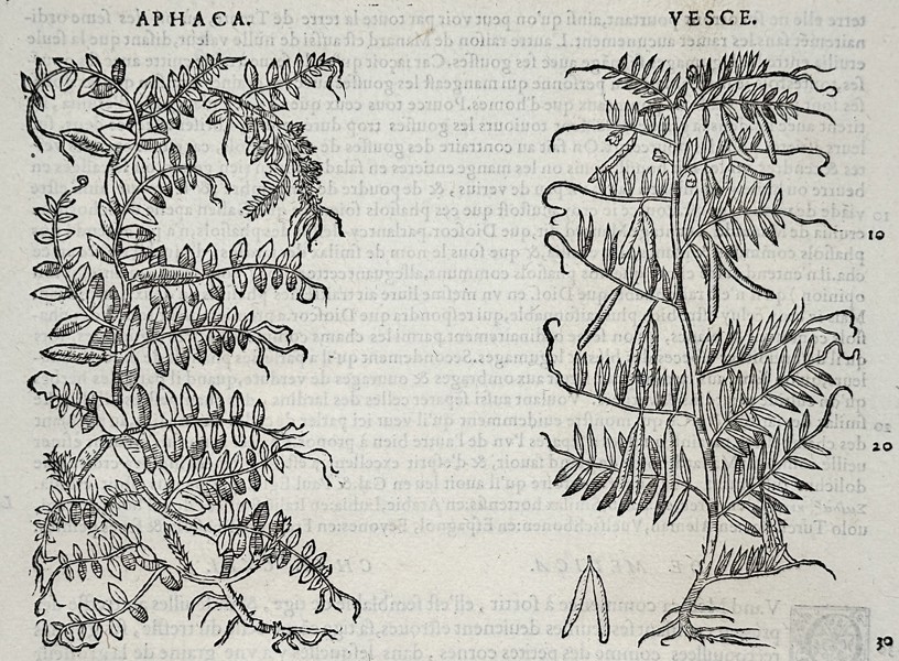 Pietro Andrea Mattioli (1501–1577) – Botanical Study of Vetch (Aphaca and Vesce) – Woodcut (1572)