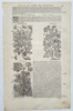 Pietro Andrea Mattioli (1501–1577) – Botanical Study of Gingidium, Chervil, and Visnaga – Woodcut (1572)