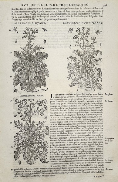 Pietro Andrea Mattioli (1501–1577) – Botanical Study of Sow Thistle (Laicteron) – Woodcut (1572)
