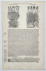 Pietro Andrea Mattioli (1501–1577) – Botanical Study of Buckshorn Plantain and Serpentine – Woodcut (1572)