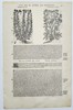 Pietro Andrea Mattioli (1501–1577) – Botanical Study of Buckshorn Plantain and Serpentine – Woodcut (1572)