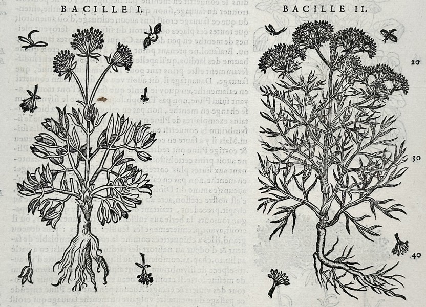 Pietro Andrea Mattioli (1501–1577) – Botanical Study of Samphire (Fenouil Marin or Bacille) – Woodcut (1572)