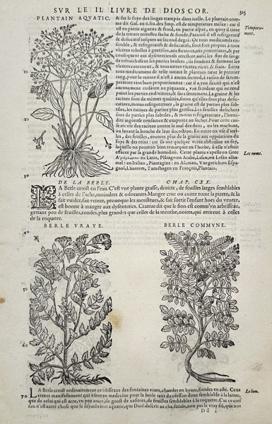 Pietro Andrea Mattioli (1501–1577) – Botanical Study of Water Plantain and Water Parsnip (Berle) – Woodcut (1572)