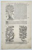 Pietro Andrea Mattioli (1501–1577) – Botanical Study of Water Plantain and Water Parsnip (Berle) – Woodcut (1572)