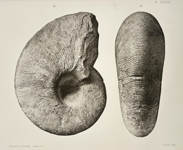 Albert de Grossouvre (1849–1932) – Study of an Ammonite Fossil – Lithograph (1894)