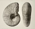Albert de Grossouvre (1849–1932) – Study of an Ammonite Fossil – Lithograph (1894)