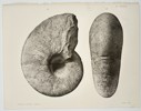 Albert de Grossouvre (1849–1932) – Study of an Ammonite Fossil – Lithograph (1894)