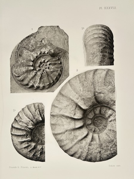 Albert de Grossouvre (1849–1932) – Studies of Ammonite Fossils – Lithograph (1894)