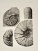 Albert de Grossouvre (1849–1932) – Studies of Ammonite Fossils – Lithograph (1894)
