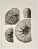 Albert de Grossouvre (1849–1932) – Studies of Ammonite Fossils – Lithograph (1894)