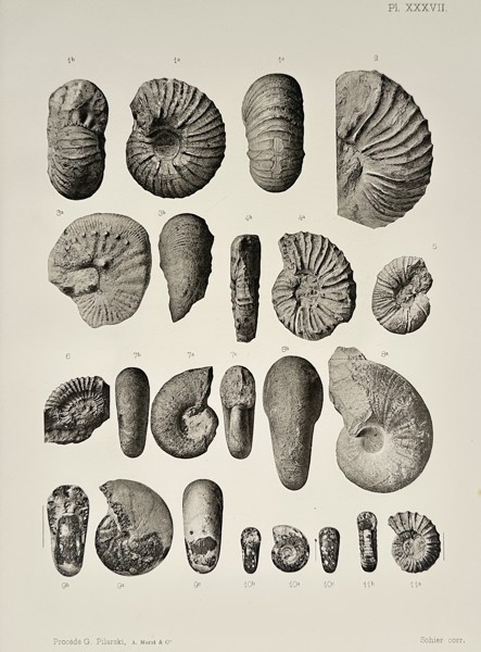 Albert de Grossouvre (1849–1932) – Studies of Diversified Ammonite Fossils – Lithograph (1894)