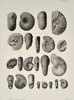 Albert de Grossouvre (1849–1932) – Studies of Diversified Ammonite Fossils – Lithograph (1894)