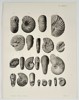 Albert de Grossouvre (1849–1932) – Studies of Diversified Ammonite Fossils – Lithograph (1894)