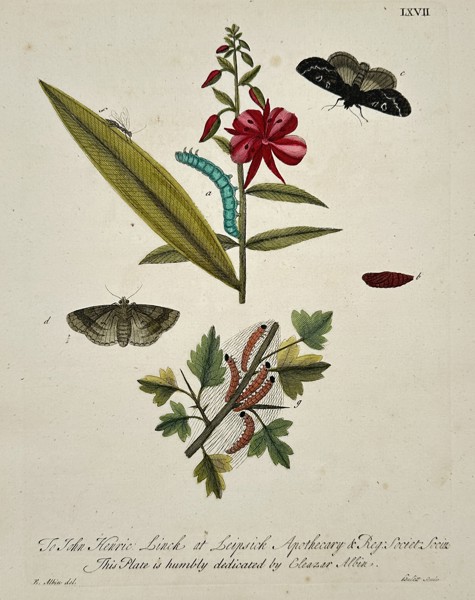 Eleazar Albin (1690–1742) – Life Cycle of Moths on Botanical Stems – Hand-coloured copper engraving (1720)