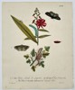 Eleazar Albin (1690–1742) – Life Cycle of Moths on Botanical Stems – Hand-coloured copper engraving (1720)