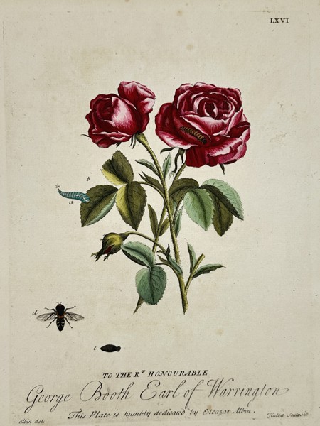 Eleazar Albin (1690–1742) – Life Cycle of Insects on a Red Rose – Hand-coloured copper engraving (1720)