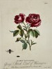 Eleazar Albin (1690–1742) – Life Cycle of Insects on a Red Rose – Hand-coloured copper engraving (1720)