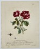Eleazar Albin (1690–1742) – Life Cycle of Insects on a Red Rose – Hand-coloured copper engraving (1720)