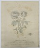 Eleazar Albin (1690–1742) – Life Cycle of Insects on a Red Rose – Hand-coloured copper engraving (1720)