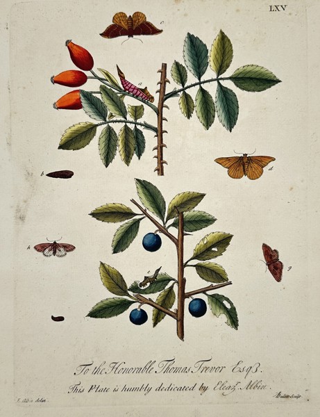 Eleazar Albin (1690–1742) – Life Cycle of Moths on Rose Hips and Sloes – Hand-coloured copper engraving (1720)