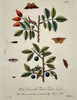 Eleazar Albin (1690–1742) – Life Cycle of Moths on Rose Hips and Sloes – Hand-coloured copper engraving (1720)
