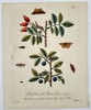 Eleazar Albin (1690–1742) – Life Cycle of Moths on Rose Hips and Sloes – Hand-coloured copper engraving (1720)