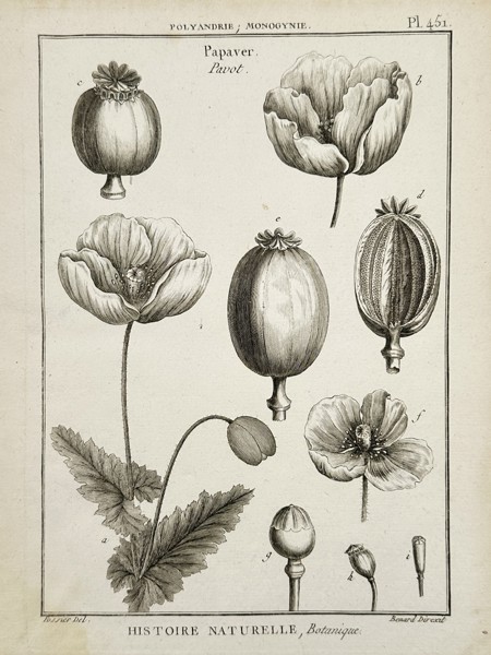 Jacques-Louis-Florentin Fossier (1747–1818) – Botanical Study of the Poppy (Papaver) – Engraving (1791)
