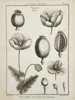 Jacques-Louis-Florentin Fossier (1747–1818) – Botanical Study of the Poppy (Papaver) – Engraving (1791)